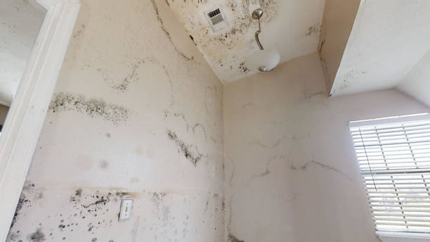 Best Mold Odor Removal Services  in Fort Pierce North, FL