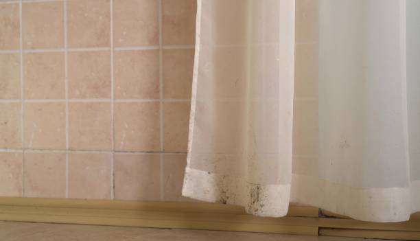 Best Attic Mold Removal  in Fort Pierce North, FL