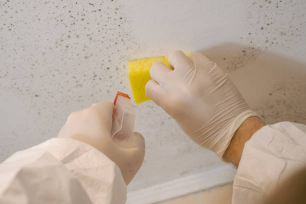 Best Commercial Mold Inspection  in Fort Pierce North, FL