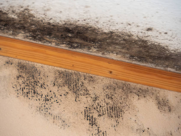 Best Mold Damage Restoration  in Fort Pierce North, FL