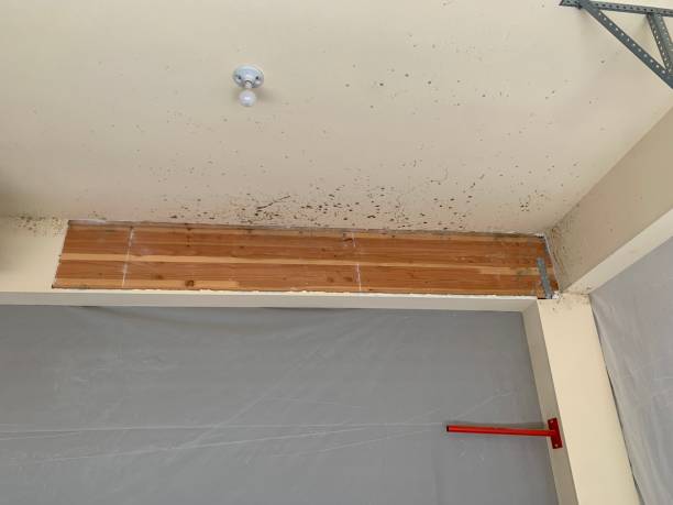 Best Mold Documentation for Insurance Claims  in Fort Pierce North, FL