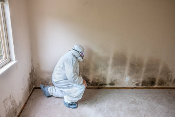 Best Emergency Mold Remediation  in Fort Pierce North, FL